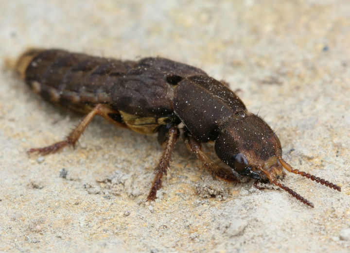 Rove Beetle